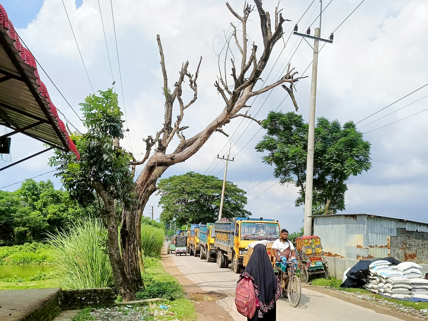 ত্রিশাল-পোড়াবাড়ী সড়কে অর্ধশত মরা গাছ, দুর্ঘটনার শঙ্কা