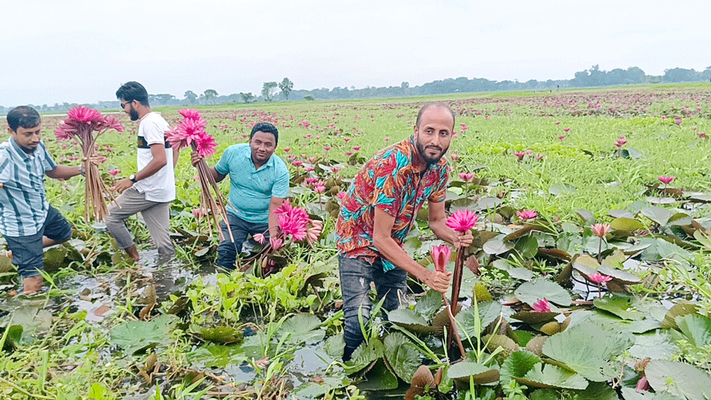 পর্যটকে মুখরিত ত্রিশালের চেচুয়া–গলহর বিল