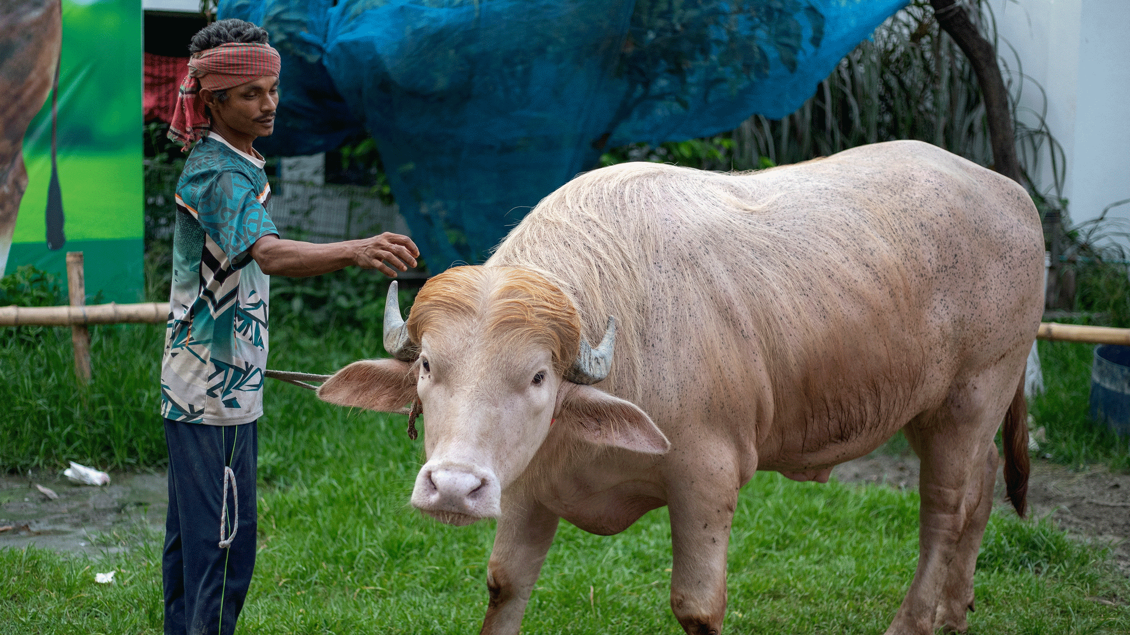 কমান্ডার ইন বিফ: নারায়ণগঞ্জের ‘ট্রাম্প মহিষ’ নিয়ে এবার এএফপির প্রতিবেদন