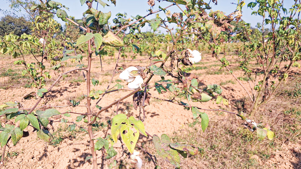 তুলা গবেষণা কেন্দ্রের ফুটি কার্পাসে নতুন সম্ভাবনা