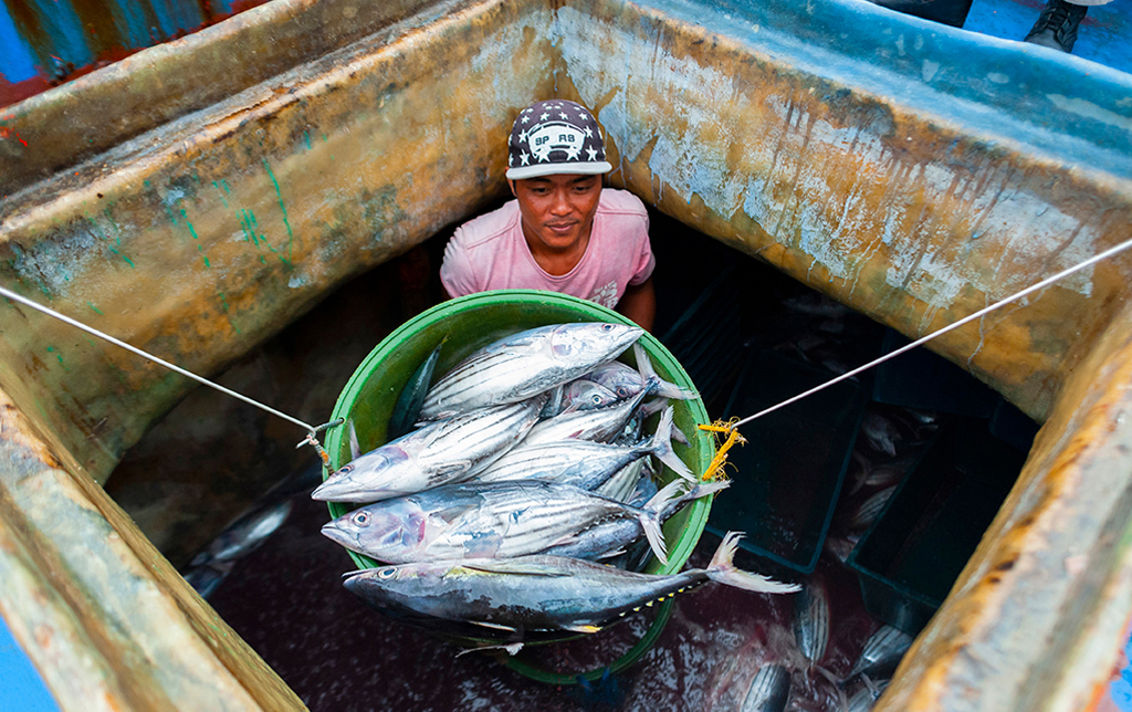 জলবায়ু পরিবর্তনে ঝুঁকিতে প্রশান্ত মহাসাগরীয় অঞ্চলের ৪৪ বিলিয়ন ডলারের টুনা অর্থনীতি