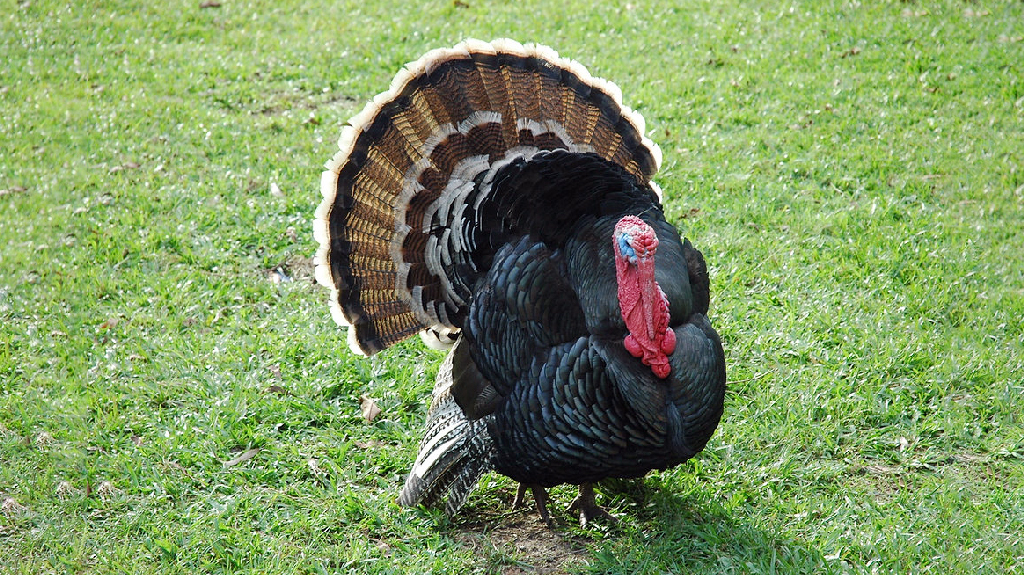 বড়দিনে কেন টার্কি খাওয়া হয়, প্রচলন হয়েছিল কীভাবে