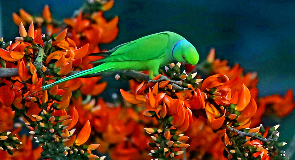 দিনের ছবি (১৬ ফেব্রুয়ারি, ২০২৬)