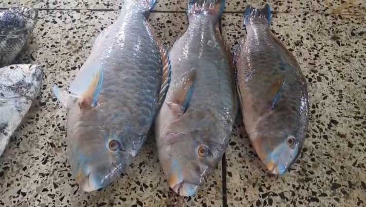 বঙ্গোপসাগরে জালে ধরা পড়ল বিরল প্রজাতির ৪ টিয়া মাছ