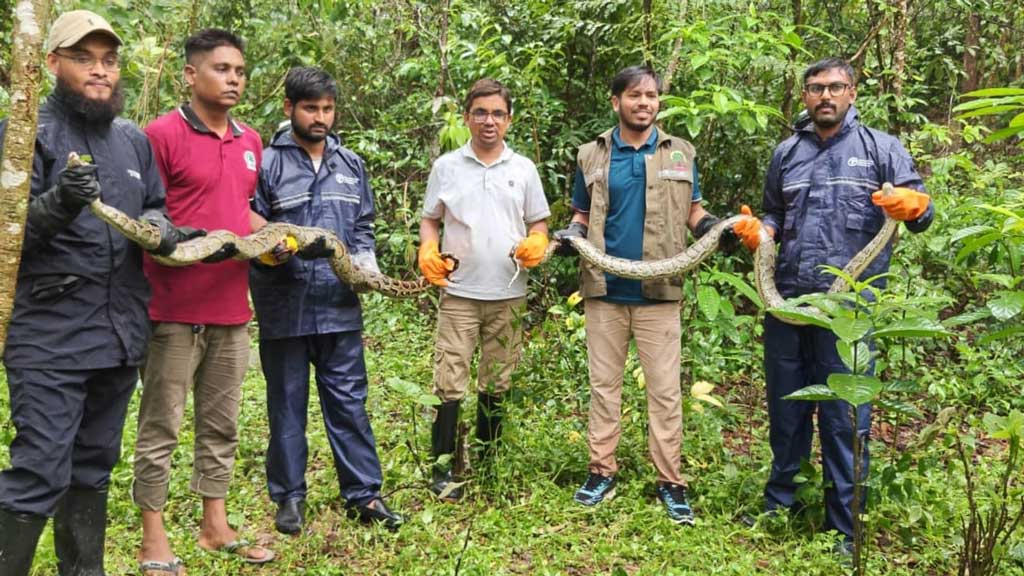 উখিয়ায় ১২ ঘণ্টার ব্যবধানে ২ বার্মিজ অজগর উদ্ধার, সংরক্ষিত বনে অবমুক্ত