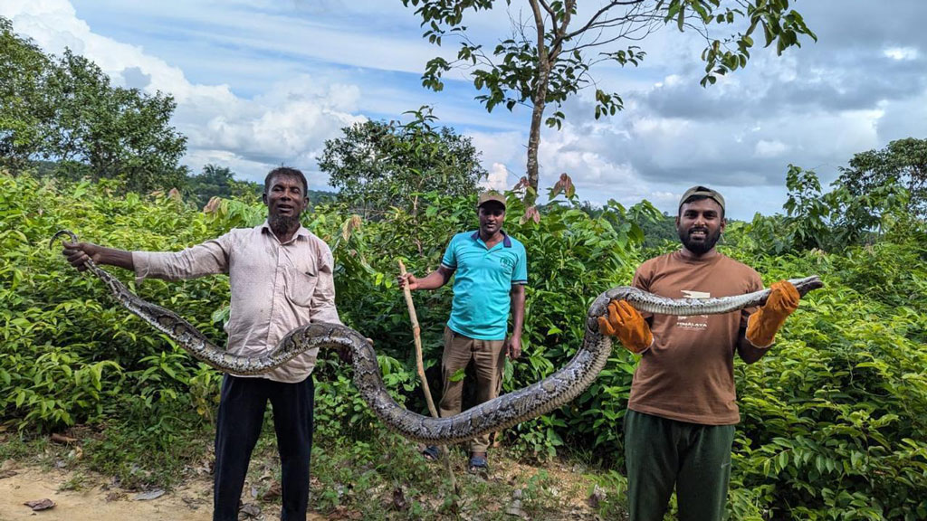 উখিয়ায় ১৪ ফুট লম্বা বার্মিজ অজগর উদ্ধার