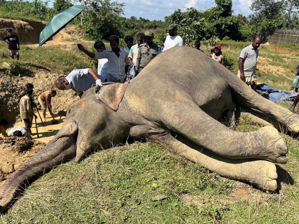 উখিয়ায় বৈদ্যুতিক ফাঁদে বন্য হাতির মৃত্যু