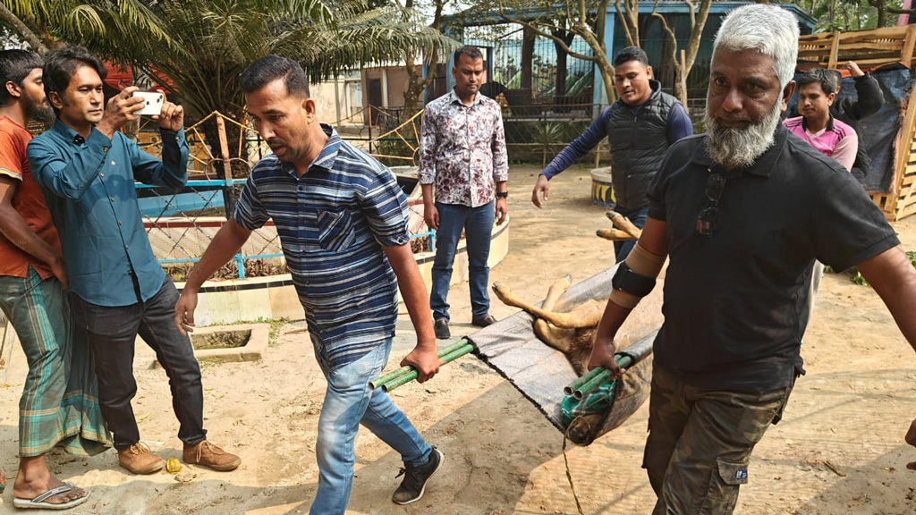 স্বপ্নপুরী থেকে উদ্ধার ৫ ভালুক এল সাফারি পার্কে