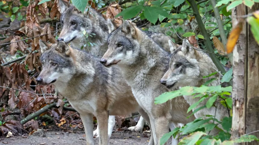 যুক্তরাজ্যের একটি বন্যপ্রাণী পার্কে পুরো নেকড়ে দলকে হত্যা