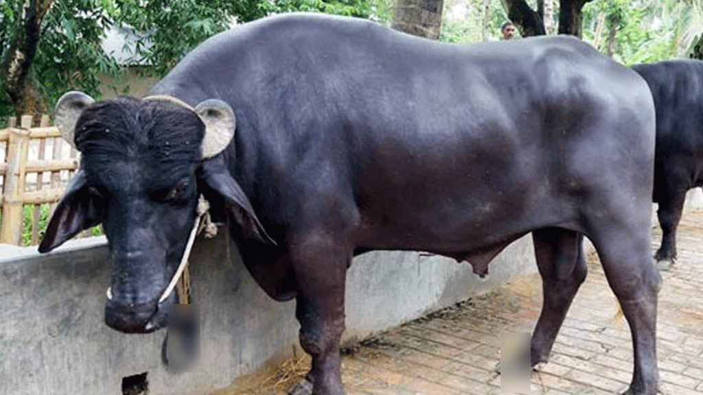 বাউফলে অজ্ঞাত রোগে ৬ মহিষের মৃত্যু