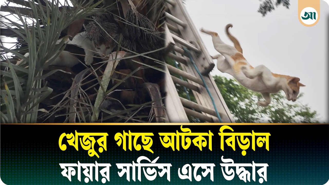 খেজুরগাছে ৪ ঘণ্টা আটকা বিড়াল, উদ্ধার করল ফায়ার সার্ভিস