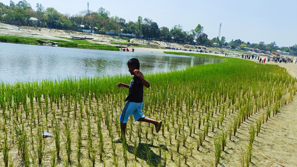 যমুনার বুকে ফসলের মাঠ