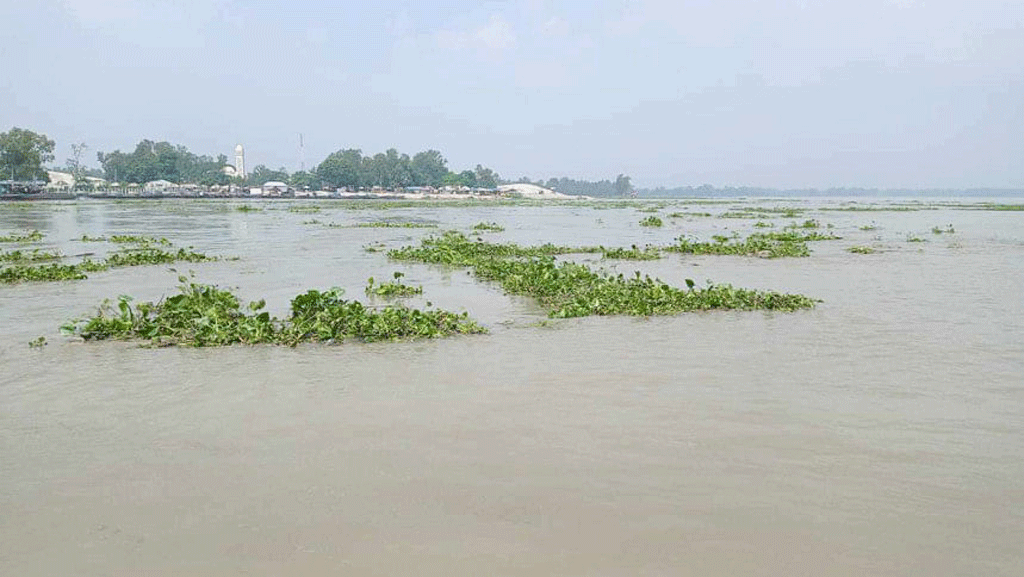 সিরাজগঞ্জে দ্রুত বাড়ছে যমুনার পানি, তলিয়েছে চরাঞ্চলের ফসলি জমি