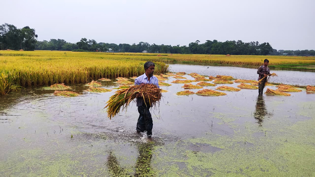 বন্যায় ক্ষতিগ্রস্ত কৃষি: হাওরাঞ্চলে ৩ মে থেকে ধান ও চাল সংগ্রহ করবে সরকার