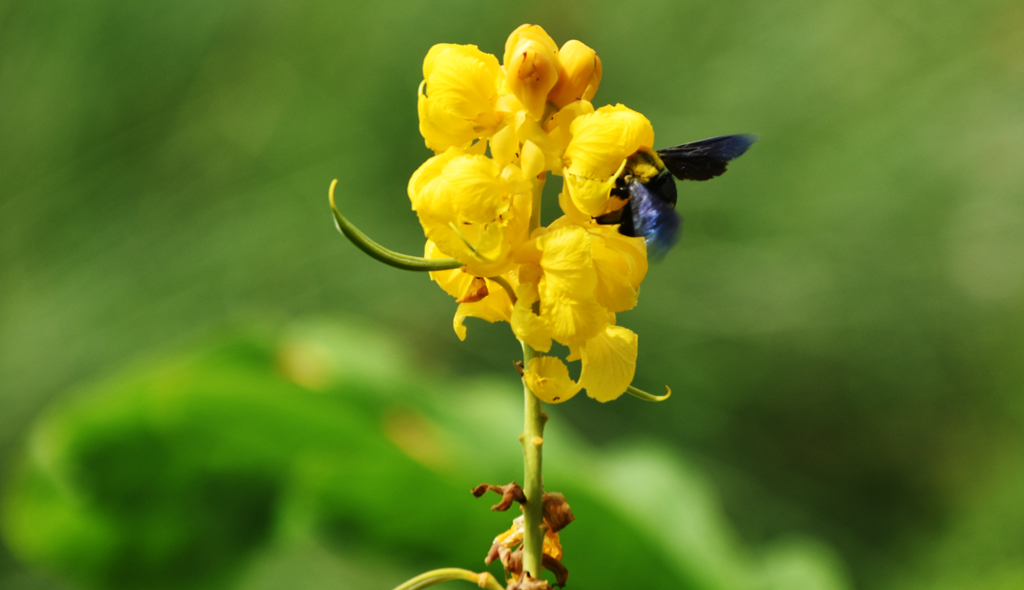 ফুল থেকে মধু আহরণে ব্যস্ত ভোমরা। রাজশাহীর পঞ্চবটী এলাকা থেকে আজ সকালে তোলা। ছবি: মিলন শেখ