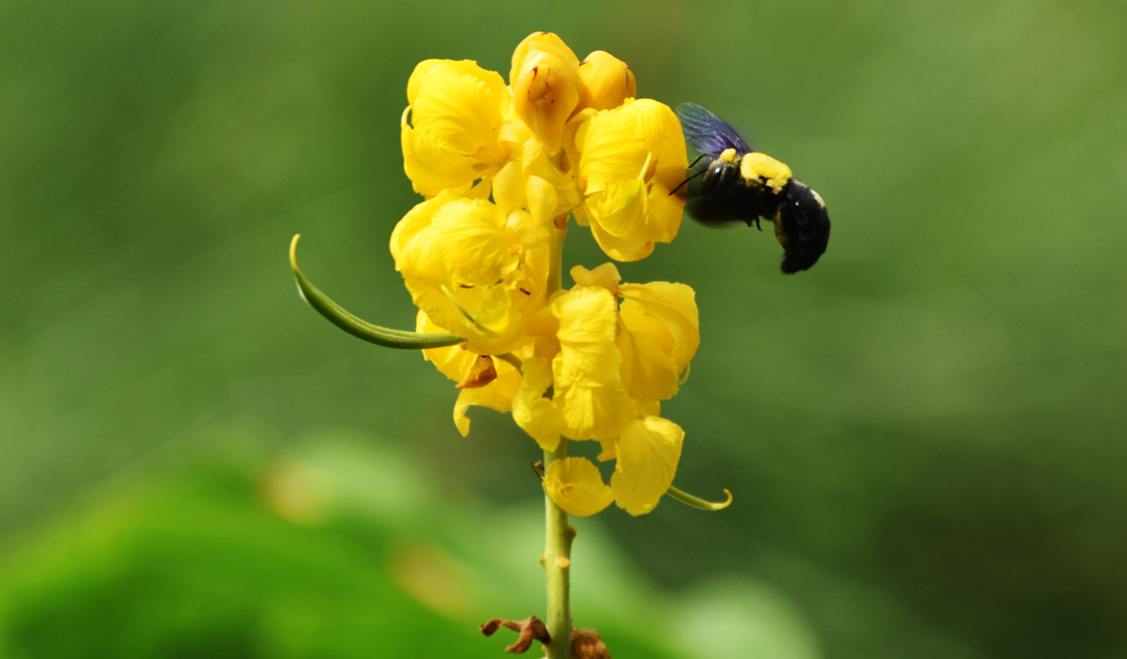 ফুল থেকে মধু আহরণে ব্যস্ত ভোমরা। রাজশাহীর পঞ্চবটী এলাকা থেকে আজ সকালে তোলা। ছবি: মিলন শেখ