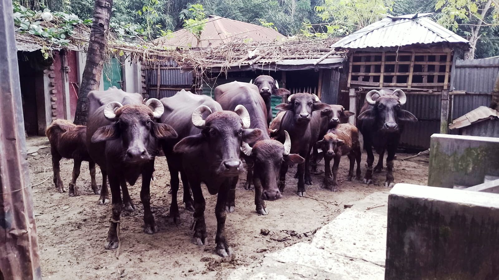 কুষ্টিয়ার দৌলতপুরে বাঁশ কাটার জেরে যুবকের ডান হাত বিচ্ছিন্ন, লুটের ১৩ মহিষ উদ্ধার করল পুলিশ
