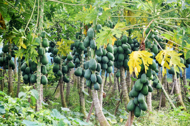 রাজশাহীর পবা উপজেলার হরিয়ান ইউনিয়নের একটি জমিতে তৈরি করা পেঁপেবাগান। বাগানের প্রতিটি গাছে প্রচুর পেঁপে ধরেছে। কৃষকের পরিচর্যা ও শ্রমে বেড়ে ওঠা এসব পেঁপে এখন বিক্রির উপযোগী হয়েছে। স্থানীয় হাটে প্রতি কেজি পাঁচ টাকা দরে বিক্রি করা হয়। আজ শনিবার সকালে তোলা। ছবি: মিলন